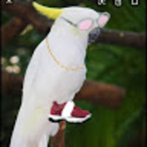 Meet your Posher, That one bird you